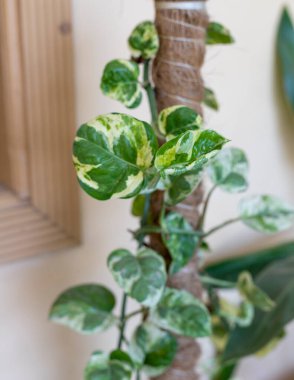 Epipremnum Njoy Pothos money plant with selective focus