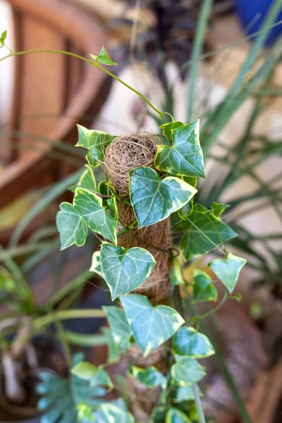 Seçici odaklı bir bahçede bitki yetiştiren İngiliz Sarmaşığı