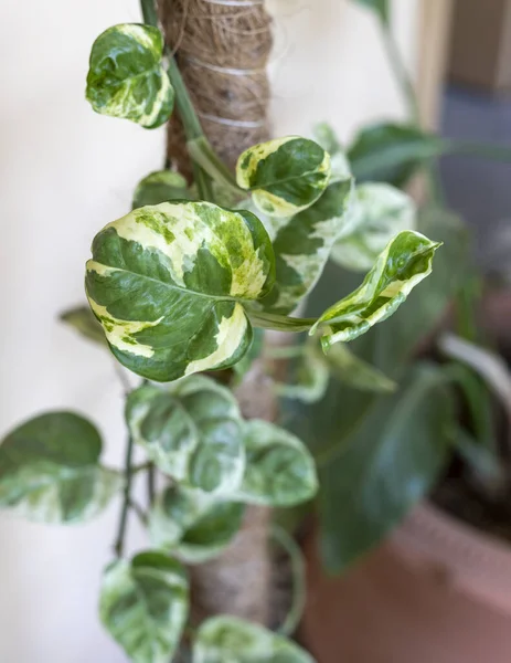 Closeup Joy Photos Money Plant Hanging Branch Selective Focus — Stock fotografie