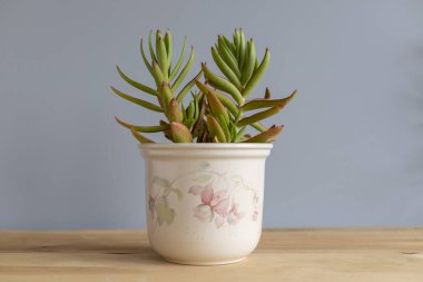 Kamp ateşi Crassula daimi sulu bitkisi