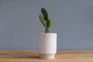 Beyaz arka planda izole edilmiş beyaz bir saksının içindeki tavşan kulaklı kaktüs.