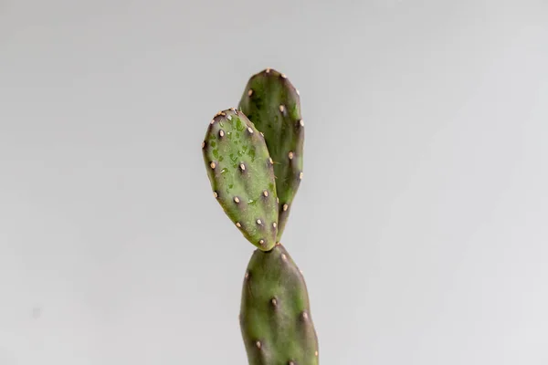 Opuntia Kaktusz Izolált Háttérrel — Stock Fotó