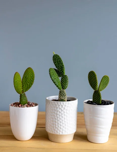 Three different color bunny ears cactus in pots
