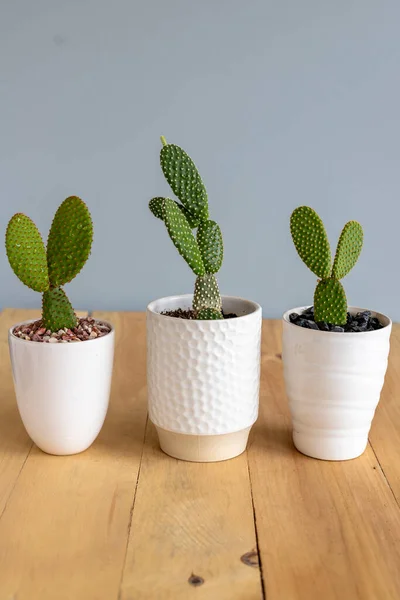 Opuntia Microdasys bunny ears cactus in white ceramic pots