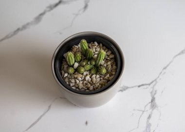 Yüksek açılı ekinopsis chamaecereus fıstık kaktüsü manzarası