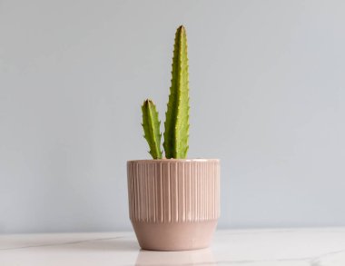 Stapelia deniz yıldızı kaktüsü kahverengi seramik bir tencerede fotokopi alanı ile