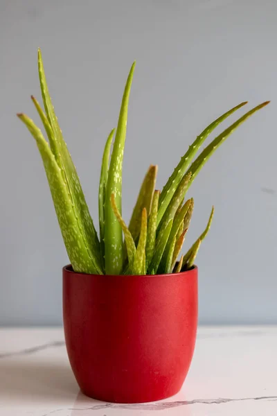 赤セラミックポットのアロエベラ植物 — ストック写真