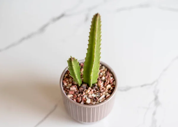 Hög Vinkel Syn Stapelia Anläggning Keramisk Kruka — Stockfoto