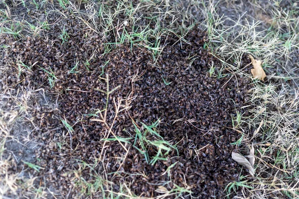 Många Döda Bin Marken Eller Döda Insekter — Stockfoto