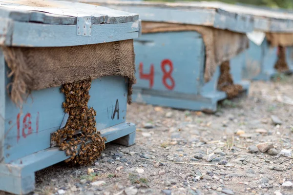 Swarm Bees Collecting Nectar Flowers Entering Beehives — Stock Photo, Image