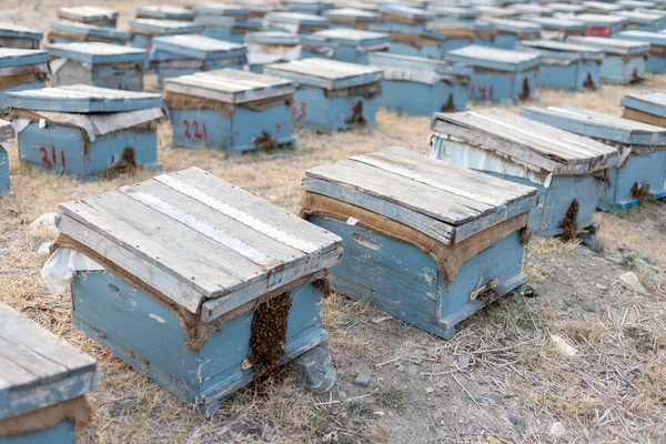 Wooden Box Honey Bees Build Bees Colonies Apiary — Stock Photo, Image