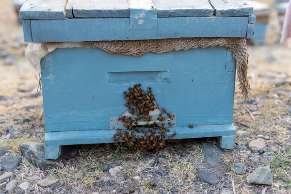 Beaucoup Abeilles Entrée Une Ruche Dans Rucher — Photo