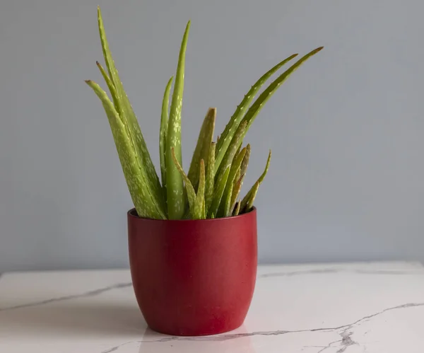 Olla Cerámica Roja Aloe Vera Ina Con Espacio Para Copiar —  Fotos de Stock