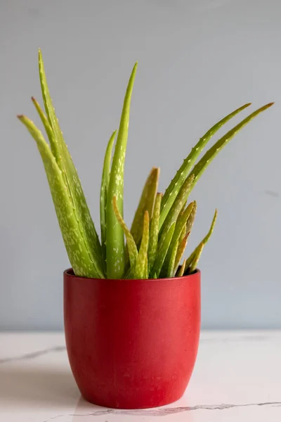 灰色の壁の背景とコピースペースを持つ赤い鉢にアロエベラ植物 — ストック写真