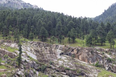 Kumrat vadisindeki Deodar Ormanı