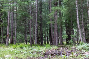 Kumrat ormanlarının manzarası ya da manzarası
