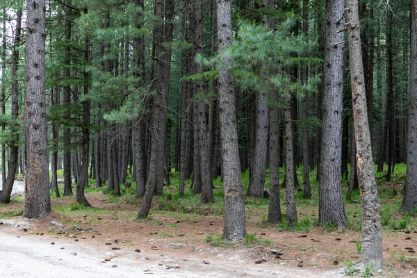 Deodar Forest Kumrat Valley Pakistan — Stock Photo, Image