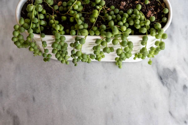 Senecio Rowleyanus多肉植物高角度ビュー — ストック写真