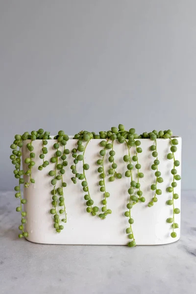 String of Pearls plant in white planter with copy space and isolated background
