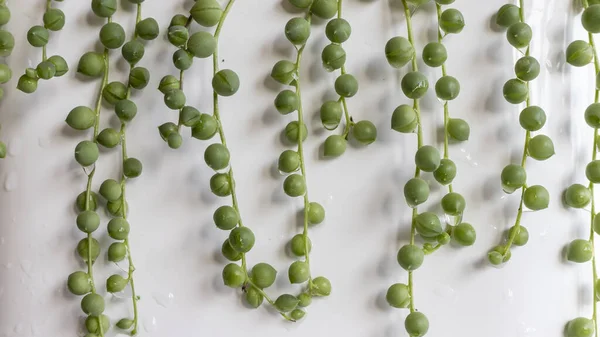 String Pärlor Hängande Från Vit Kruka Isolerad Bakgrund — Stockfoto