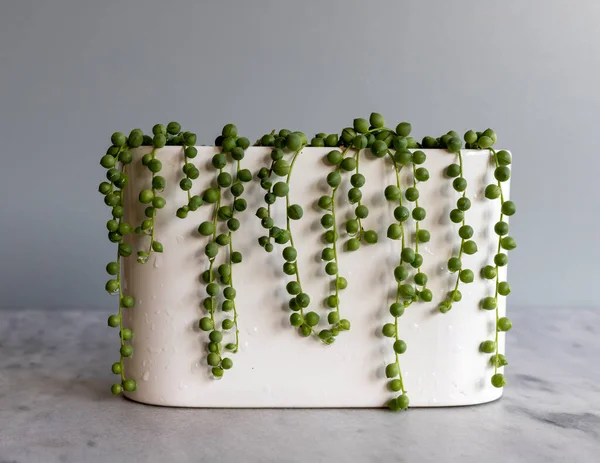 String of pearls plant spill over the sides of a beautiful planter