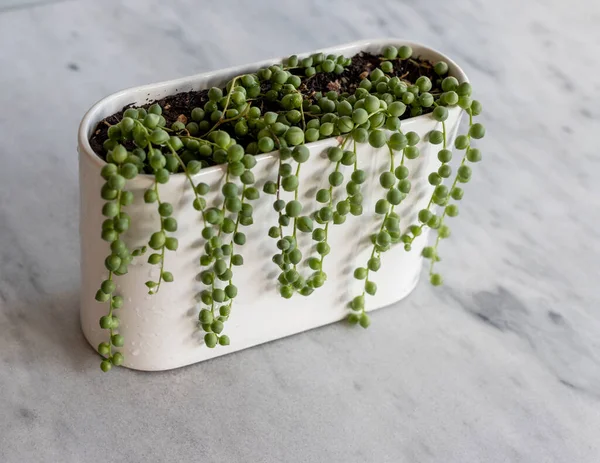 String of pearls succulents in a white ceramic pot