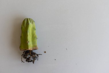 Mavimsi Myrtillocactus Geometrizans Kaktüsü Kök stoğu ve kopyalama alanı ile