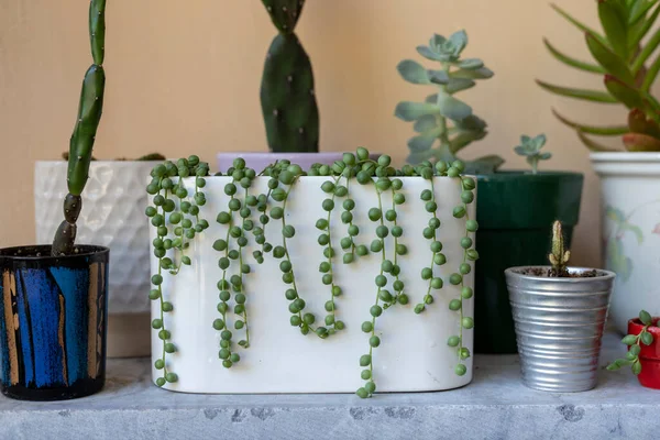 String of pearls succulents in a decorative pot closeup view
