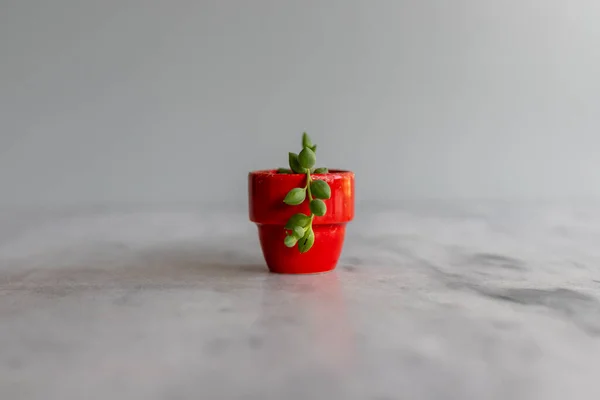 String Tears Een Miniatuur Rode Pot Met Geïsoleerde Achtergrond — Stockfoto