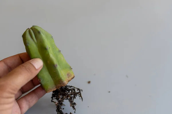 Myrtillocactus Geometrizans Blauwe Mirte Cactus — Stockfoto