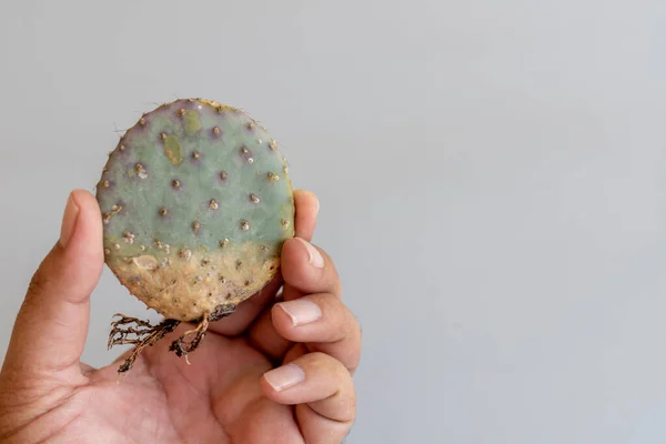 Opuntia Santa Rita Prickly Körte Csupasz Gyökér Kaktusz Kezében — Stock Fotó