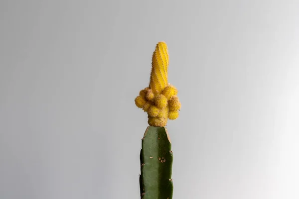 Sárga Mogyoró Oltott Kaktusz Fej Közelkép — Stock Fotó