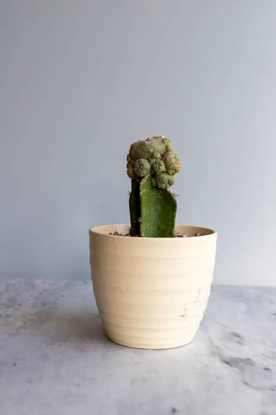 Gekleideter Mammillaria Kaktus Mit Kopierraum — Stockfoto