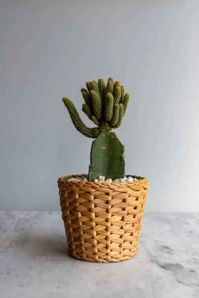 Ympade Kaktus Planterade Vacker Brun Korg — Stockfoto