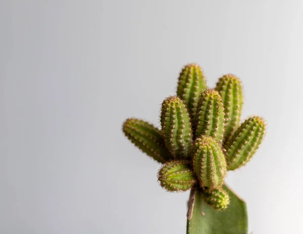 Chamaecereus Echinopsis Grafted Cactus Head View — Stock Photo, Image