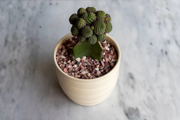 Mamarilla Oltott Kaktusz Pot Nagy Szögben Nézet — Stock Fotó