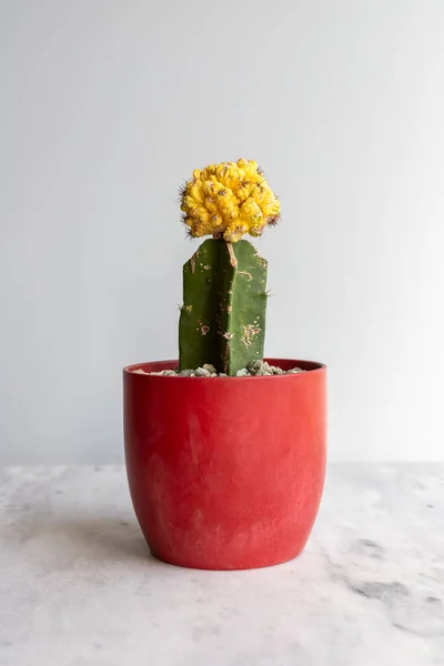 Exotischer Gelber Kaktus Einem Roten Blumentopf — Stockfoto