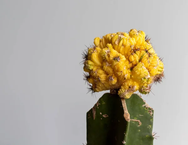 Euphorbia Crista Enxertado Cacto Cabeça Tiro — Fotografia de Stock
