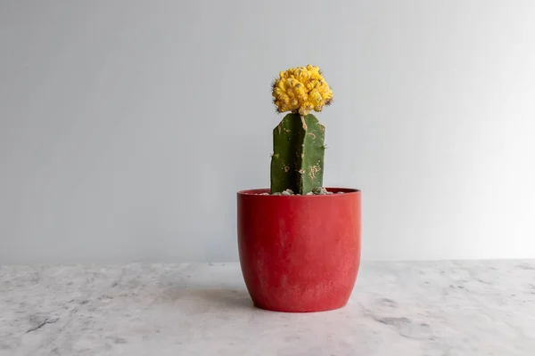 Schöner Kaktus Mit Gelbem Kamm Rotem Keramiktopf — Stockfoto
