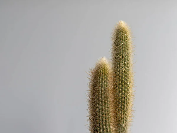 Ezüst Fáklya Kaktusz Közelkép — Stock Fotó