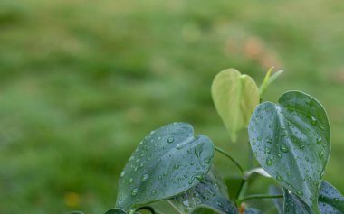 Heartleaf philodendron bitki yaprakları yağmur damlalarıyla
