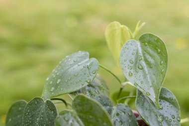 Kalp yaprağı Philodendron sarmaşığı seçici odak
