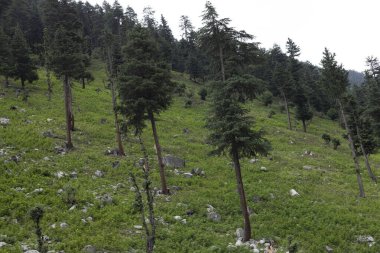 Kumrat vadisindeki deodar veya sedir ağaçları