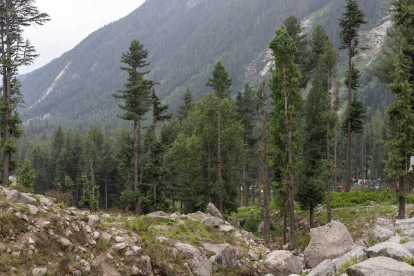 Deodar Lussureggiante Foresta Verde Nella Valle Del Kumrat — Foto Stock