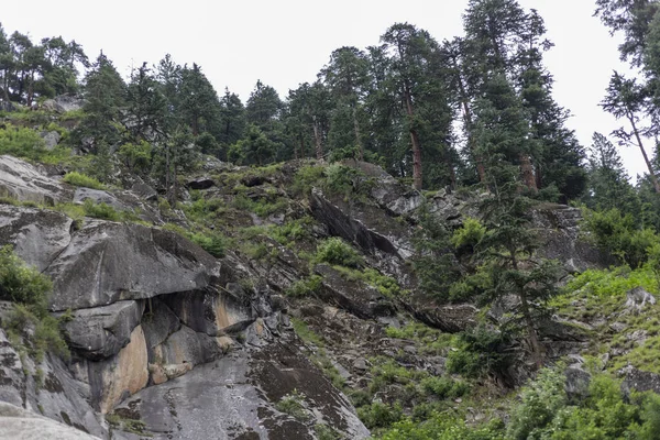 Foresta Deodar Nella Valle Del Kumrat Pakistan — Foto Stock