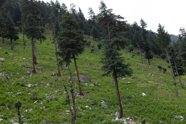 Deodar Cedar Trees Kumrat Valley — Stock Photo, Image