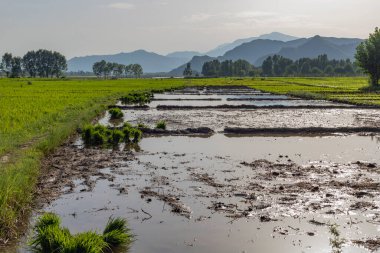 Sel tarlaları Pakistan 'da pirinç fidelerini nakletmeye hazır.