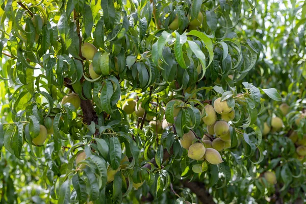 Peaches fruit in the early stages in a tree