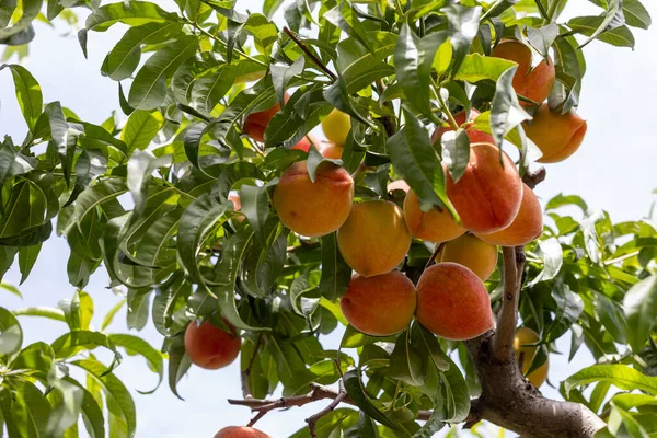 Fresh organic ripe peaches on the a peachtree branch