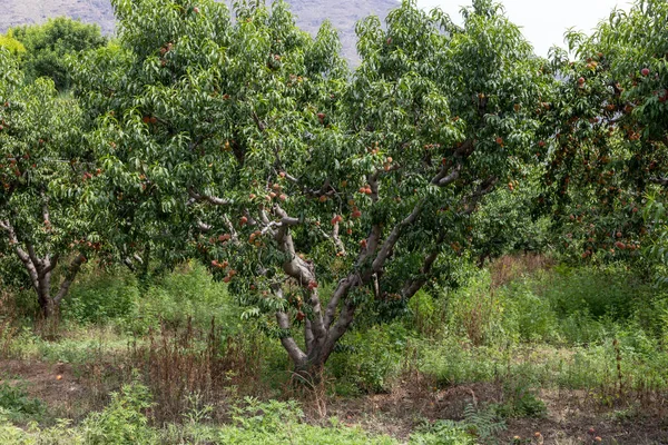 Peach fruit farm producing delicious peaches in the summer season